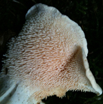Hedgehog Fungus, Hydnum repandum